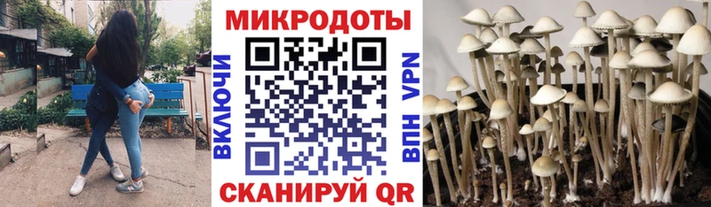 Псилоцибиновые грибы мицелий  Данилов 